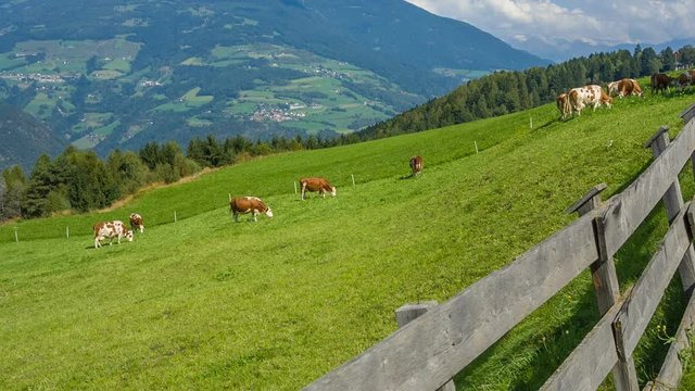Cows grazing in alpine meadows in South Tyrol, Dolomites, Italy
