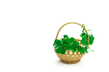 Fototapeta na wymiar Beautiful green leaves of clover in woven baskets from bamboo.