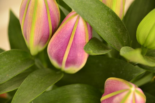 Zambak &Ccedil;i&ccedil;eği