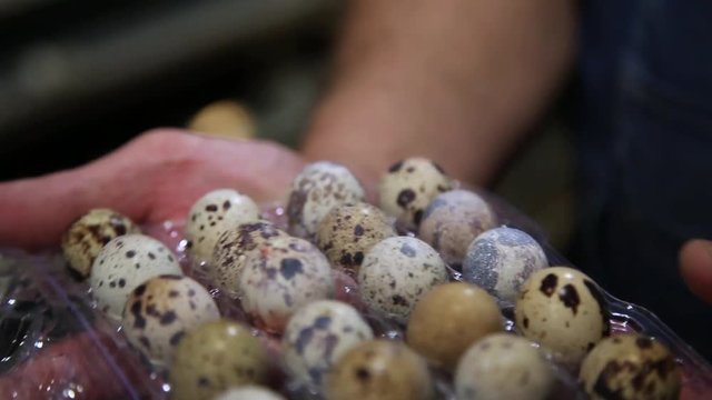 packing quail eggs