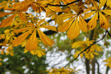 Fototapeta premium AUTUMN CHESTNUT