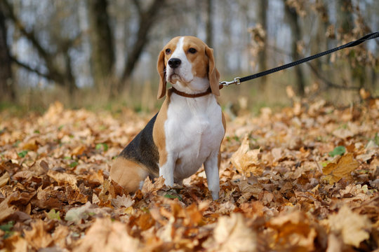 Портрет собаки породы бигль на прогулке в осеннем лесу с желтой листвой