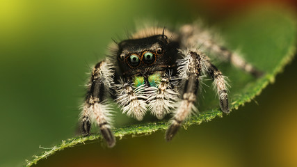 jumping spider on green background