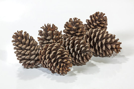 Seven Natural Brown Pine Cone Patterns and Textures