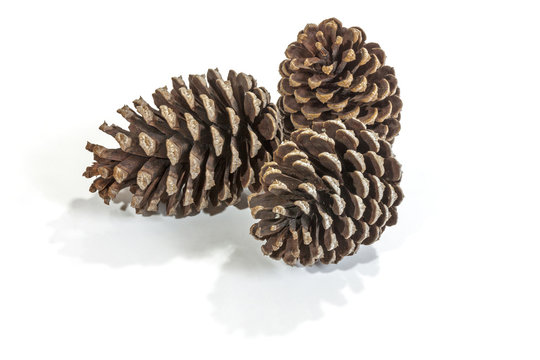 Three Natural Brown Pine Cone Patterns and Textures