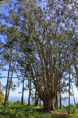 eucalyptus
