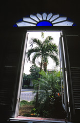 window palm