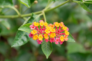 Lantana flower yellow pink Beautiful blooms on a green background foliage.