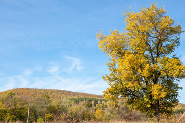 Autumn hills covered with trees with yellow leaves