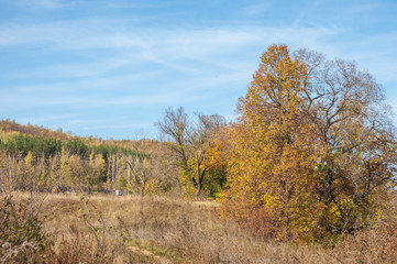 Fototapeta na wymiar Autumn hills covered with trees with yellow leaves