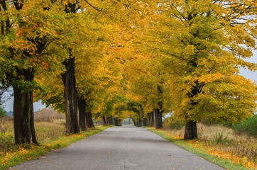 Fototapeta premium MAPLE AVENUE