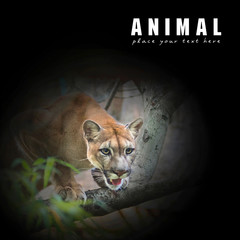 Mountain lion; puma