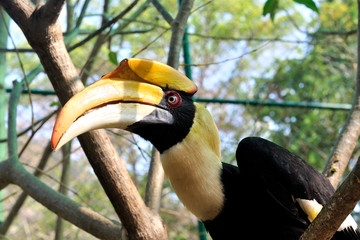Closeup of a female Great Hornbill in zoo, Buceros bicornis 