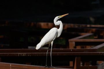 Obraz premium チュウサギ