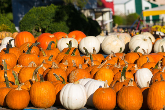 Bright Orange and White Pumpkins