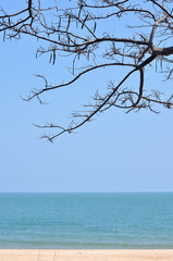 Sea with tree branch, ocean background