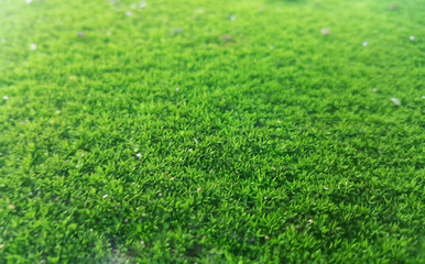 green moss close up texture