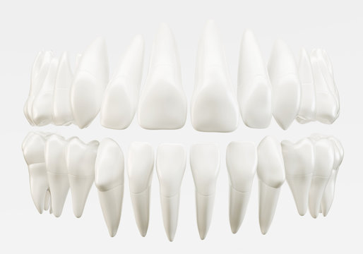 Healthy 32 human teeth - 3d rendering