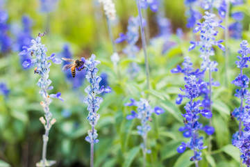 A bee on lavender flowers
