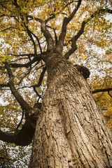 Naklejka premium Autumn tree in the park