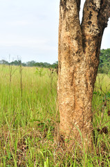 Tree in grass field, nature background