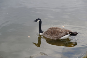 Canada Goose