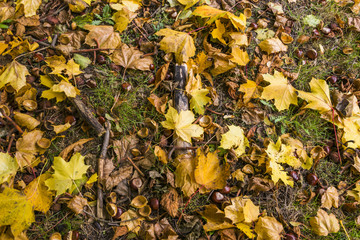 Daylight autumn scene taken in the forest showing the ground covered with dried leaves in different autumn colors and a lot of clean untouched chestnuts. Propbably the perfect definition of autumn.
