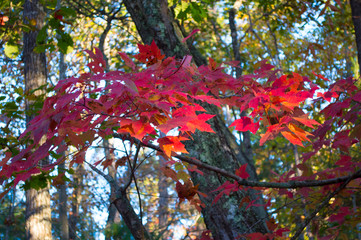 red_maple_leaves
