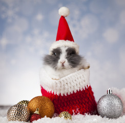 Rabbit in red santa hats