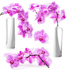 Pink orchid flowers and white vase