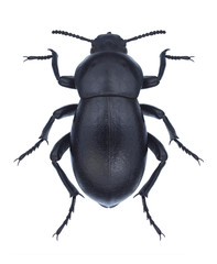 Beetle Gnaptor spinimanus on a white background