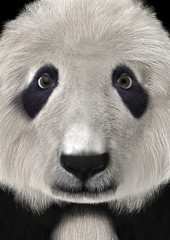 3D Rendering Panda Bear Head © photosvac