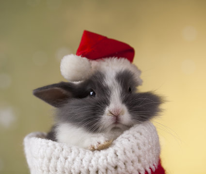 Rabbit in red santa hats