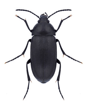 Beetle Podonta nigrita on a white background