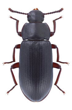 Beetle Tenebrio molitor on a white background