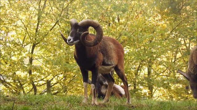 Muffelwild
