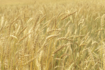 Grain field closeup