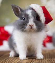 Fototapeta na wymiar Rabbit in red santa hats