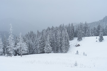 Snowy winter in a mountain forest