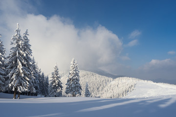 Christmas landscape with spruce in the mountains