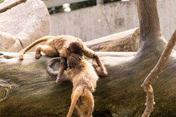 Monkey Hug