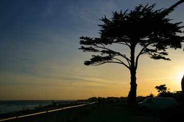 tree silhouettes