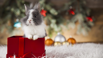 Funny bunny and Christmas background with winter decoration