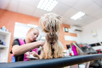 drying Yorkshire terrier in a professional hairdresser