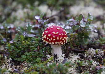 Amanita muscaria