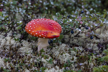 Amanita muscaria
