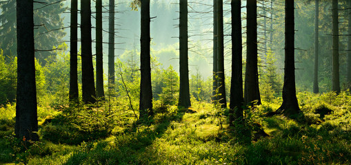 Unberührter naturnaher Fichtenwald im warmen Licht der Morgensonne
