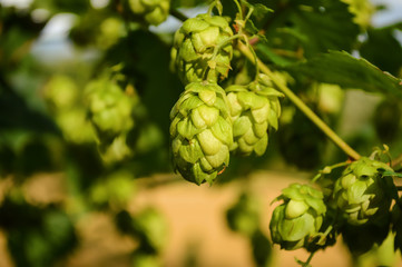 Wild Hops