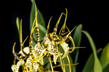 Brassia orchid yellow doted
