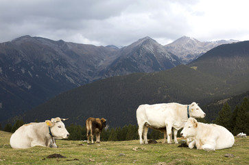 Vacas pasturando. Ripollés. Cataluña.